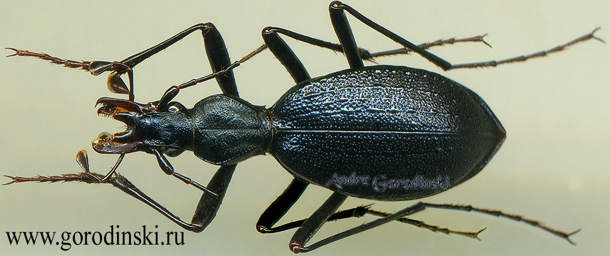 http://www.gorodinski.ru/carabidae/Cychropsis draconis gorodinskiiana.jpg